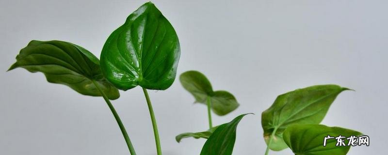 客厅可以摆放滴水观音吗,滴水观音会开花吗