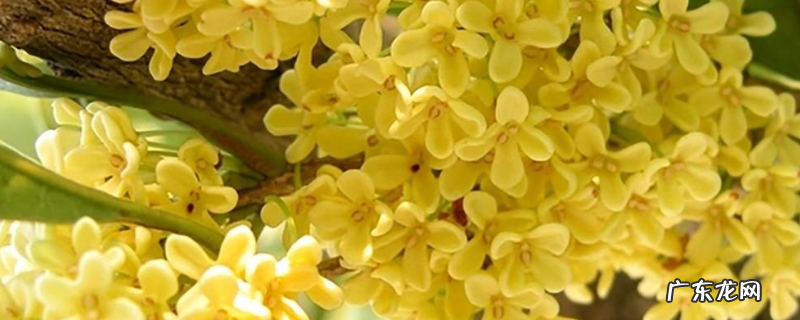 主要在哪些地区分布有桂花,种植桂花树是一条可发展道路吗