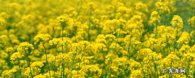 油菜花一般几月开花,常见的油菜花品种有哪些,油菜花有哪些价值