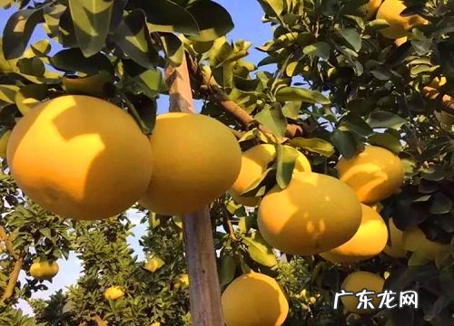 香橼树什么季节种植合适