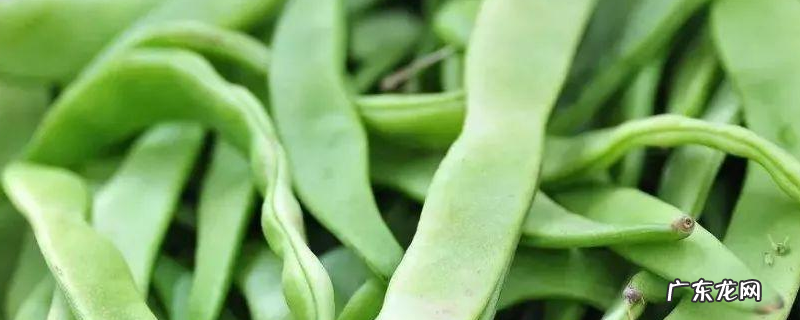 什么是芸豆，和豆角有哪些区别