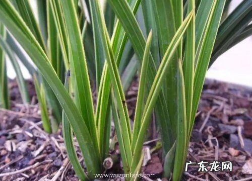 脱盆后的兰株如何处理