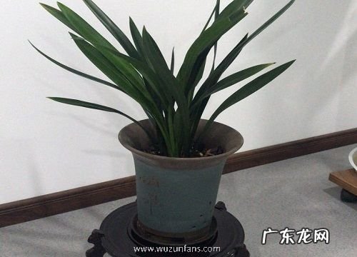 脱盆后的兰株如何处理