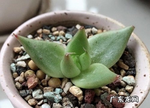 如何给多肉上盆养护更省心