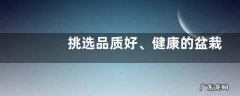 挑选品质好、健康的盆栽植物有哪些方法，有哪些注意事项