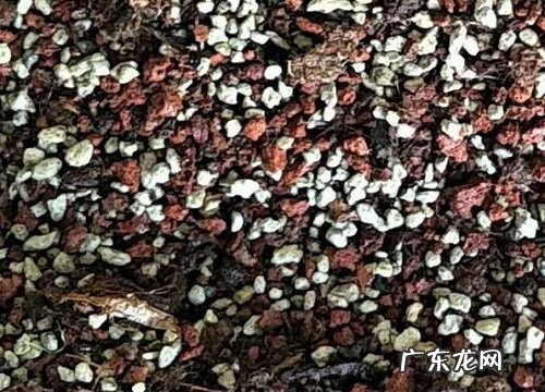 怎么给沙漠玫瑰配土后期长势猛