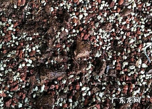 怎么给沙漠玫瑰配土后期长势猛