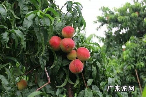 桃树打什么药长得好又高产