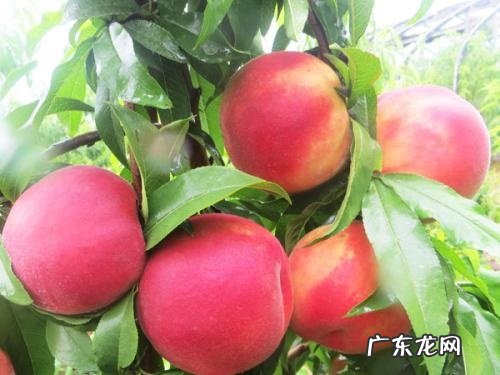 桃树打什么药长得好又高产