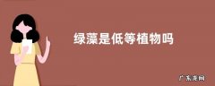 绿藻是低等植物吗
