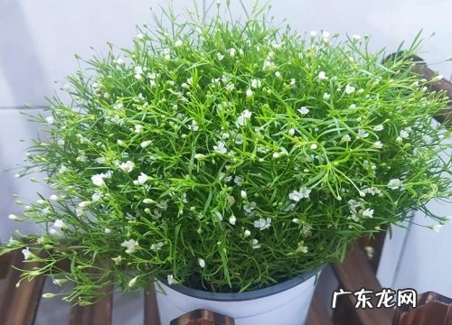 什么花的花语是温柔善良