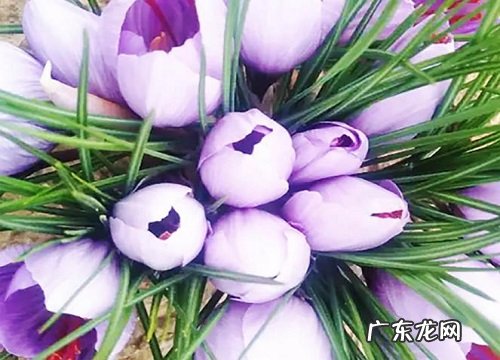 什么花的花语是温柔善良