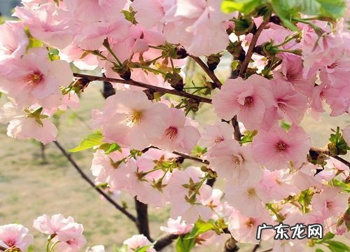 什么花的花语是温柔善良