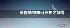 多肉植物如何养护才好看？附养护方式