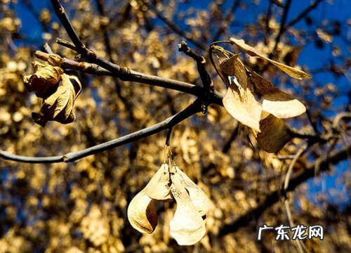 飞刀树是什么树 学名叫什么树