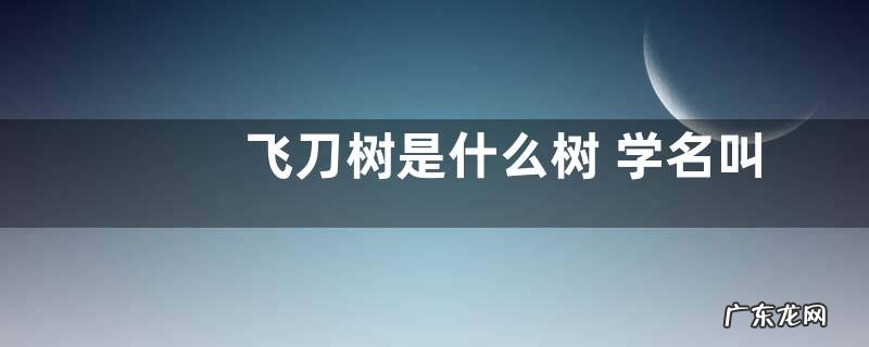 飞刀树是什么树 学名叫什么树