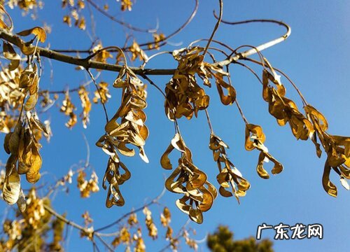 飞刀树是什么树 学名叫什么树