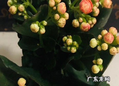 立秋以后如何养长寿花生长新芽新叶