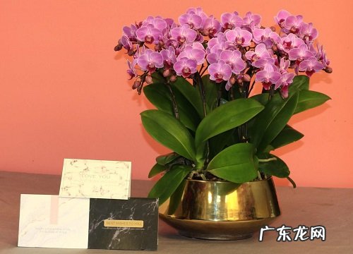 立秋以后如何养蝴蝶兰年底准能开花