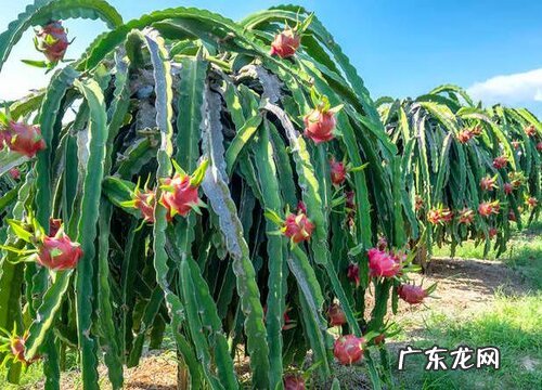 火龙果嫁接芽接法如何操作