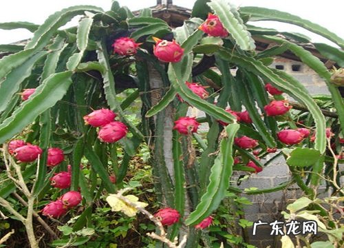 火龙果嫁接芽接法如何操作