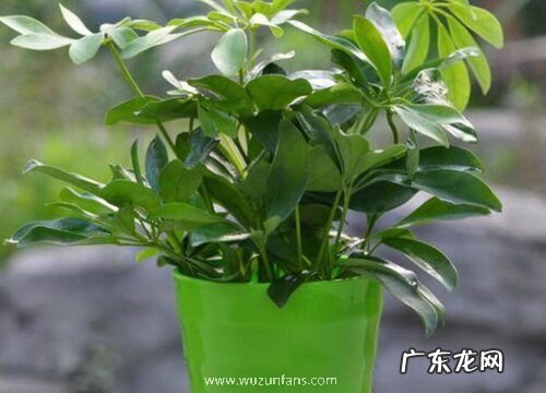 鹅掌柴扦插繁殖方法和注意事项