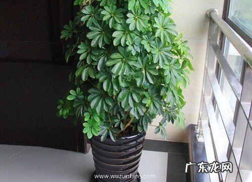 鹅掌柴扦插繁殖方法和注意事项