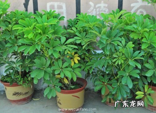 鹅掌柴扦插繁殖方法和注意事项