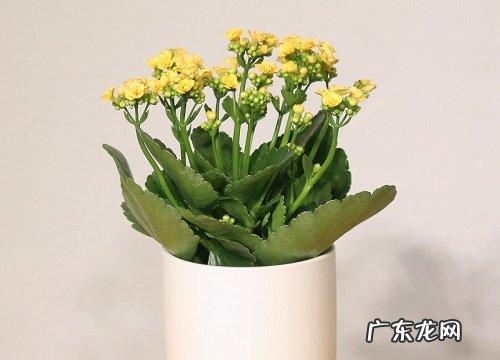 长寿花怎么扦插颗颗都成活