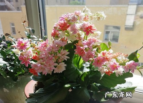 长寿花怎么扦插颗颗都成活