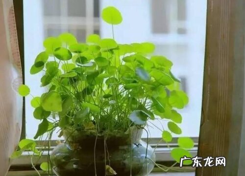水培铜钱草如何避免蚊虫