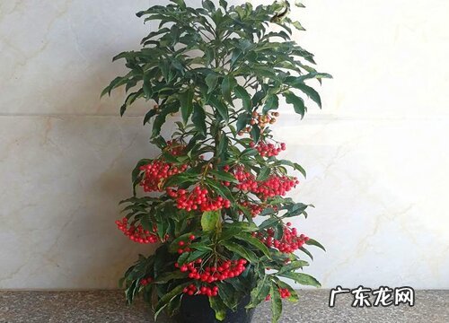 富贵子叶子发黄怎么办