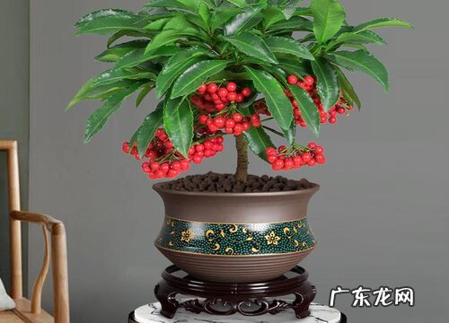 富贵子叶子发黄怎么办