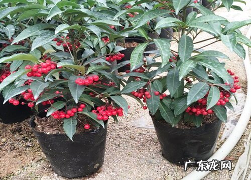 富贵子叶子发黄怎么办