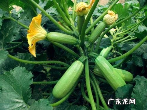 西葫芦几月份成熟 成熟采摘与上市时间