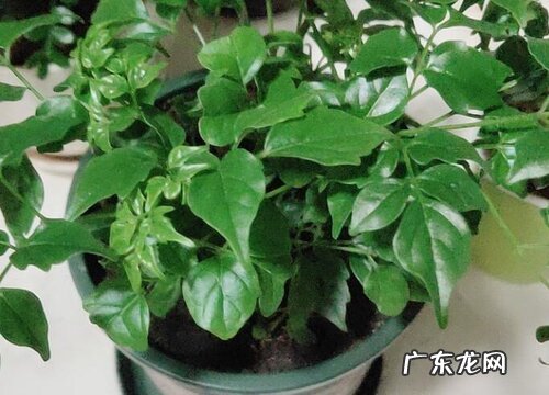 幸福树怎么养护叶片油绿