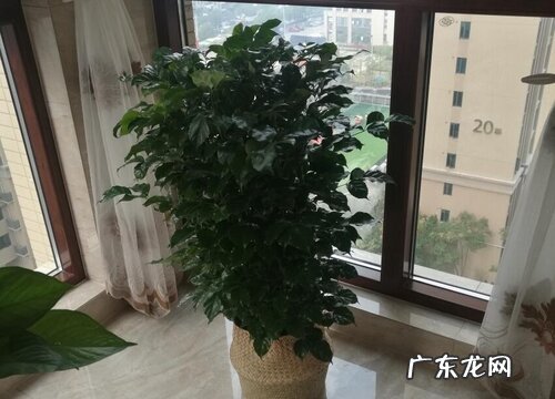 幸福树怎么养护叶片油绿