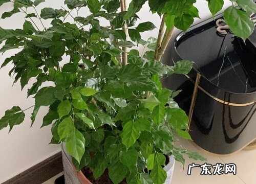 幸福树怎么养护叶片油绿