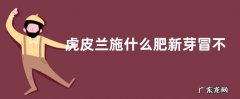 虎皮兰施什么肥新芽冒不停