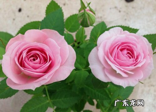 月季黄叶落叶怎么解决