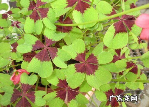 四叶草是哪个国家的国花