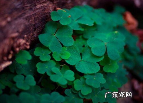 四叶草是哪个国家的国花