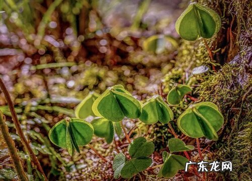 四叶草是哪个国家的国花