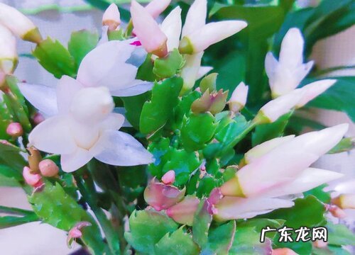 冬季如何养蟹爪兰复花更容易