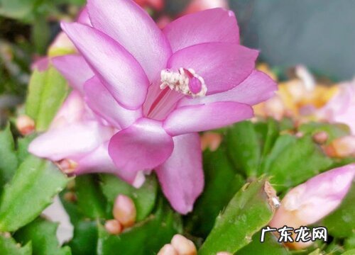 冬季如何养蟹爪兰复花更容易