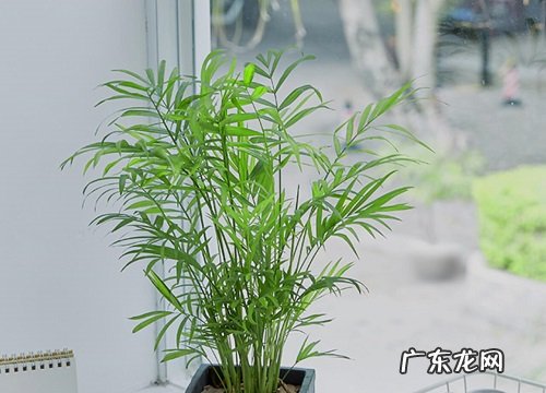 袖珍椰子喜水吗