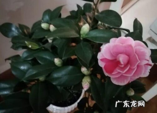茶花开花前如何养护开的花更多更大