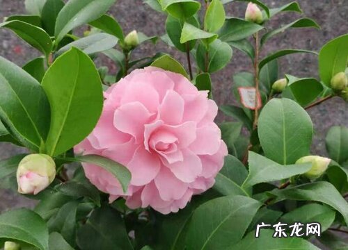 茶花开花前如何养护开的花更多更大