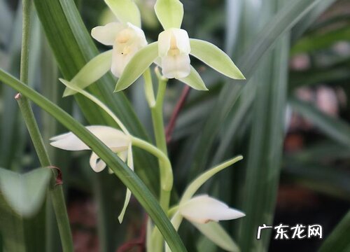 春季兰花冒芽后如何养护