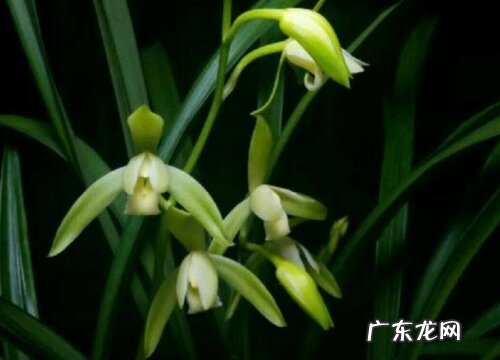 春季兰花冒芽后如何养护